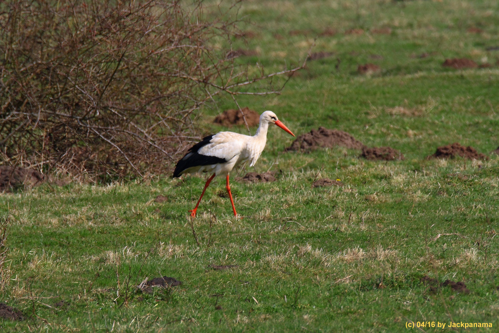 Weißstorch im Hervester Bruch bei Dorsten auf Futtersuche