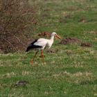 Weißstorch im Hervester Bruch bei Dorsten auf Futtersuche