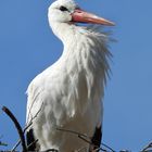 Weißstorch im Horst