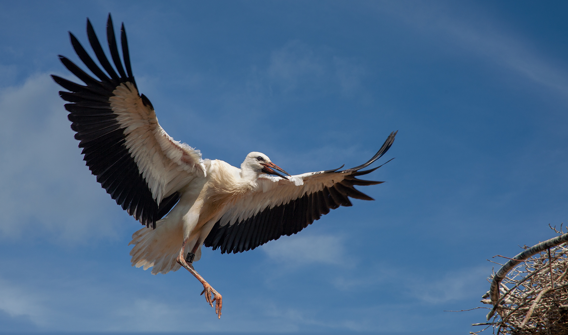 Weißstorch im Horstanflug 001 