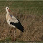 Weißstorch im Januar