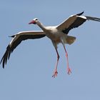 Weißstorch im Landeanflug