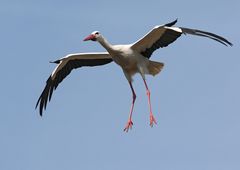 Weißstorch im Landeanflug