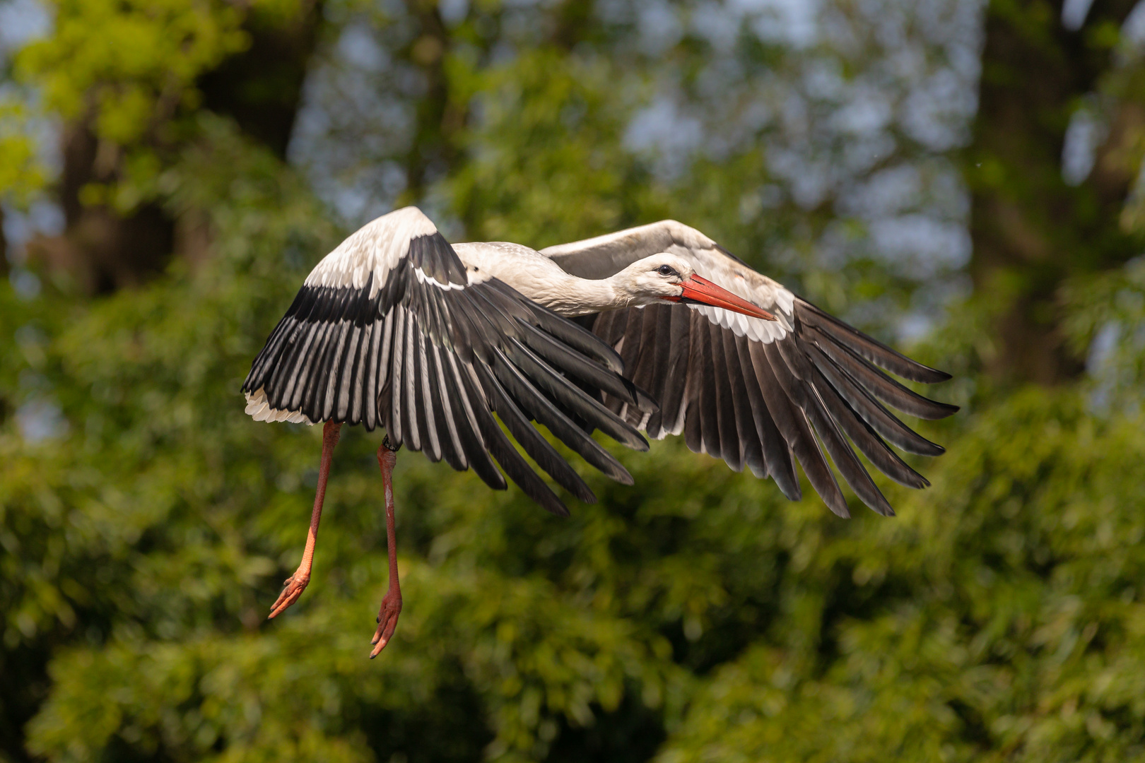 Weißstorch im Landeanflug