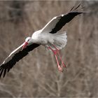 Weißstorch im Landeanflug.....