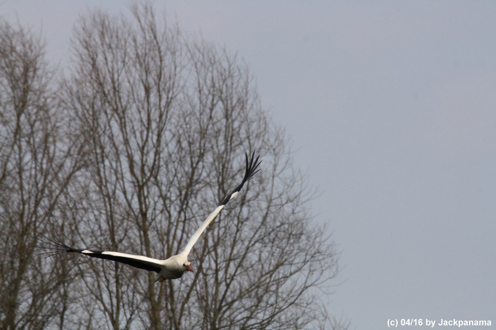 Weißstorch im Landeanflug