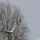 Weißstorch im Landeanflug