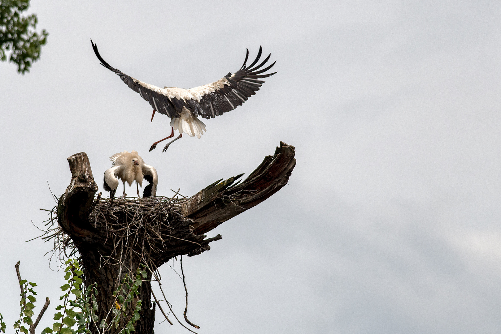 Weißstorch im Landeanflug