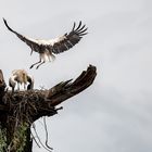 Weißstorch im Landeanflug