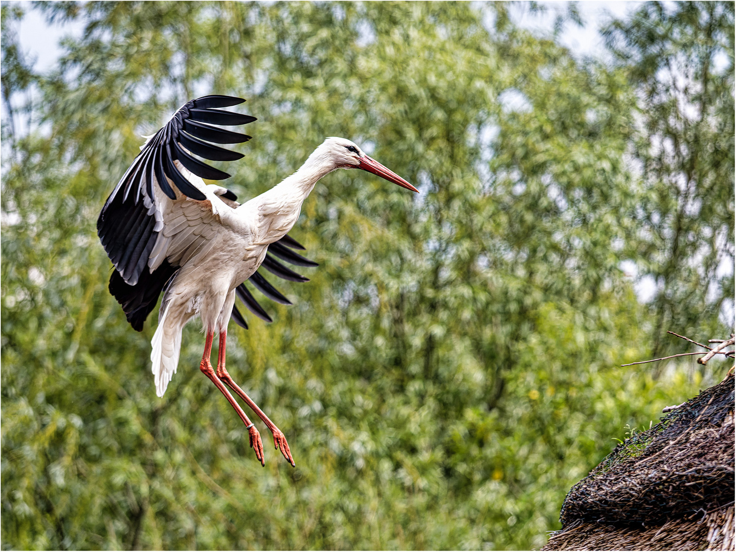 Weißstorch im Landeanflug