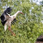 Weißstorch im Landeanflug