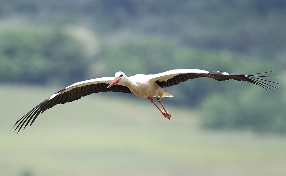 Weißstorch im Landeanflug