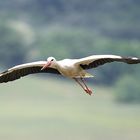 Weißstorch im Landeanflug