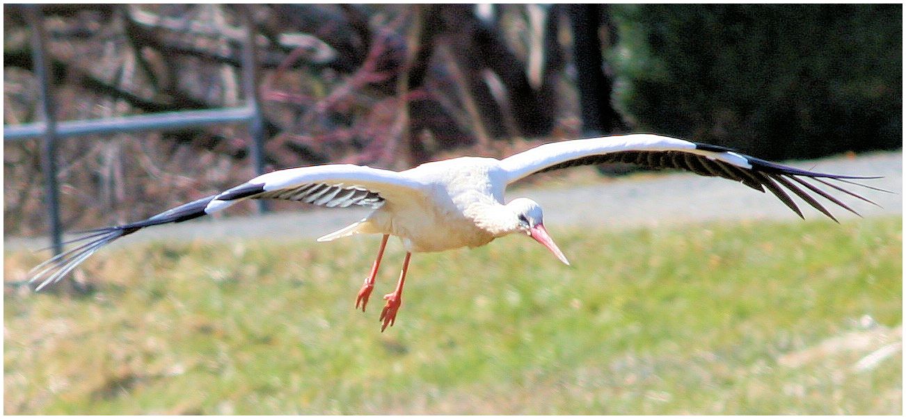 Weißstorch im Landeanflug