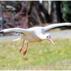 Weißstorch im Landeanflug