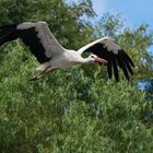 Weißstorch im Landeanflug