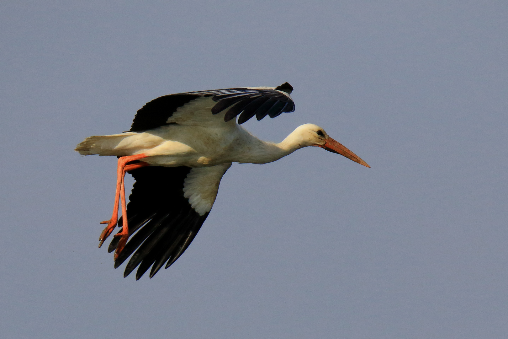 Weissstorch im Landeanflug