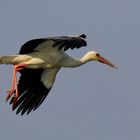 Weissstorch im Landeanflug