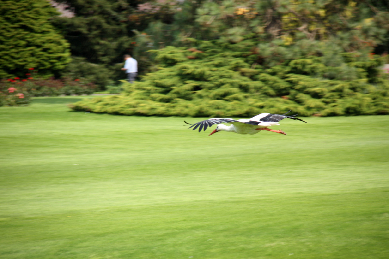 Weißstorch im Landeanflug