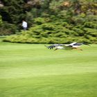 Weißstorch im Landeanflug