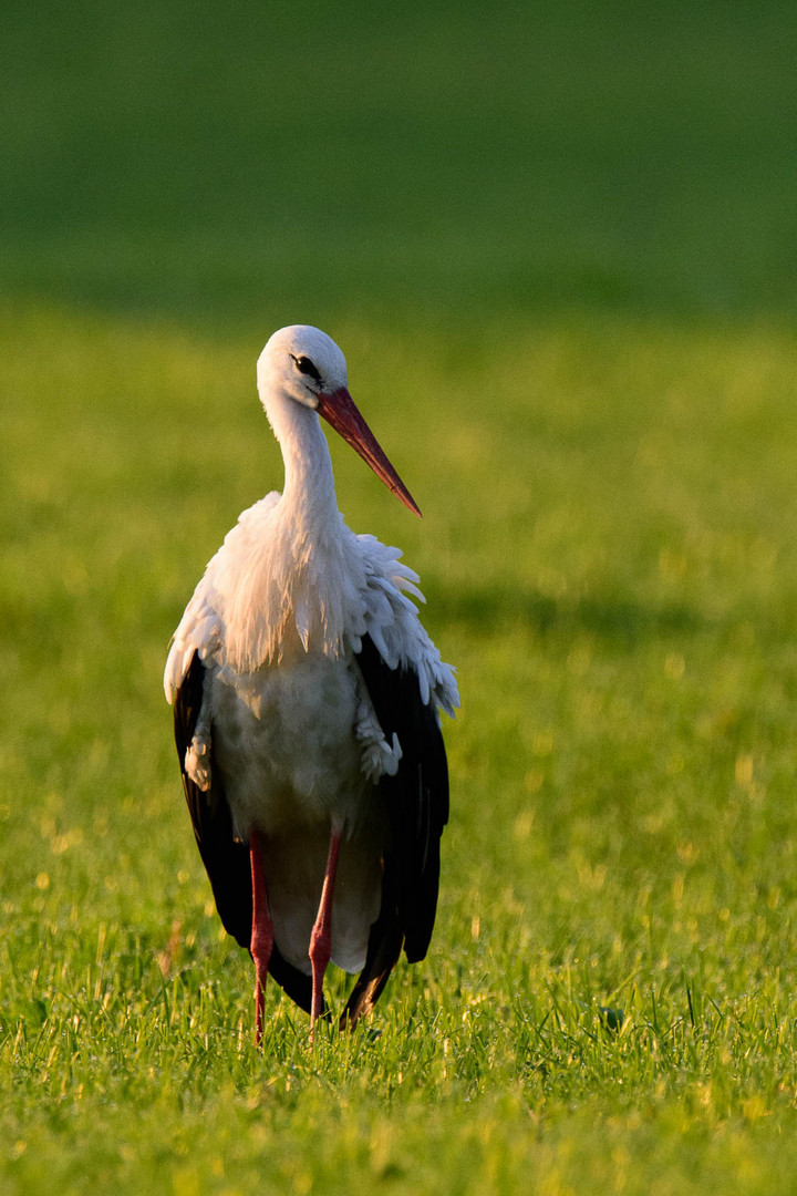 Weißstorch im Morgenlicht