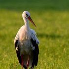 Weißstorch im Morgenlicht