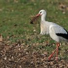 Weißstorch: Im Natur – Baumarkt, die Auswahl sicher verstauen