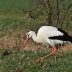 Weißstorch: Im Natur – Baumarkt, eine Auswahl treffen