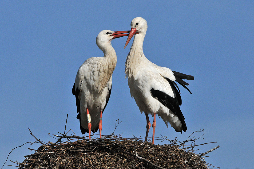 Weißstorch: Im Natur – Baumarkt, „Gut gemacht, Liebling“