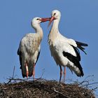 Weißstorch: Im Natur – Baumarkt, „Gut gemacht, Liebling“