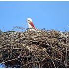 Weißstorch im Nest