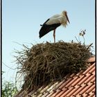 Weißstorch im Nest