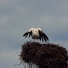 Weißstorch im Nest