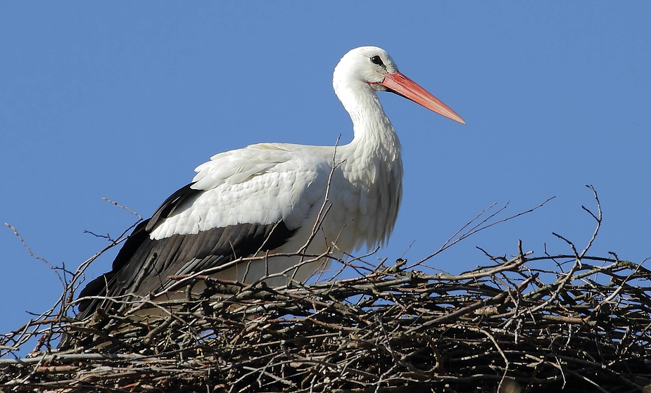 Weißstorch im Nest/Tiergarten Nürnberg