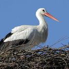 Weißstorch im Nest/Tiergarten Nürnberg