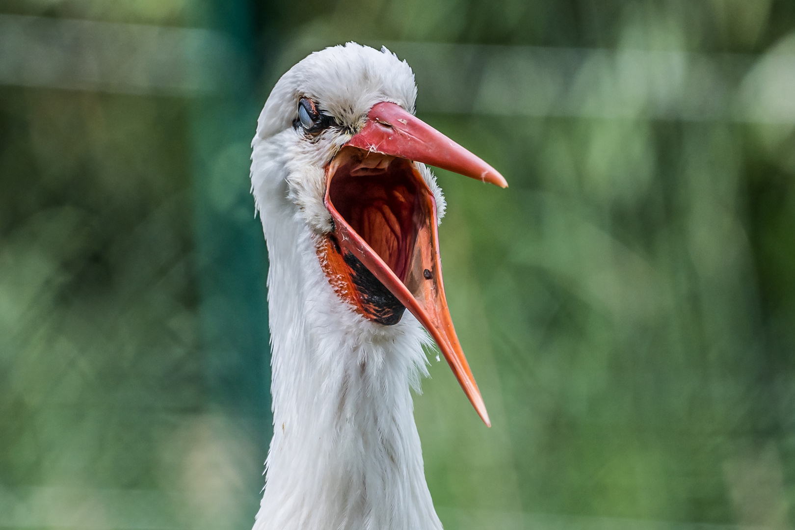 Weißstorch im Opelzoo - Taunus 