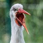 Weißstorch im Opelzoo - Taunus 