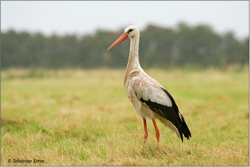 Weißstorch im Regen