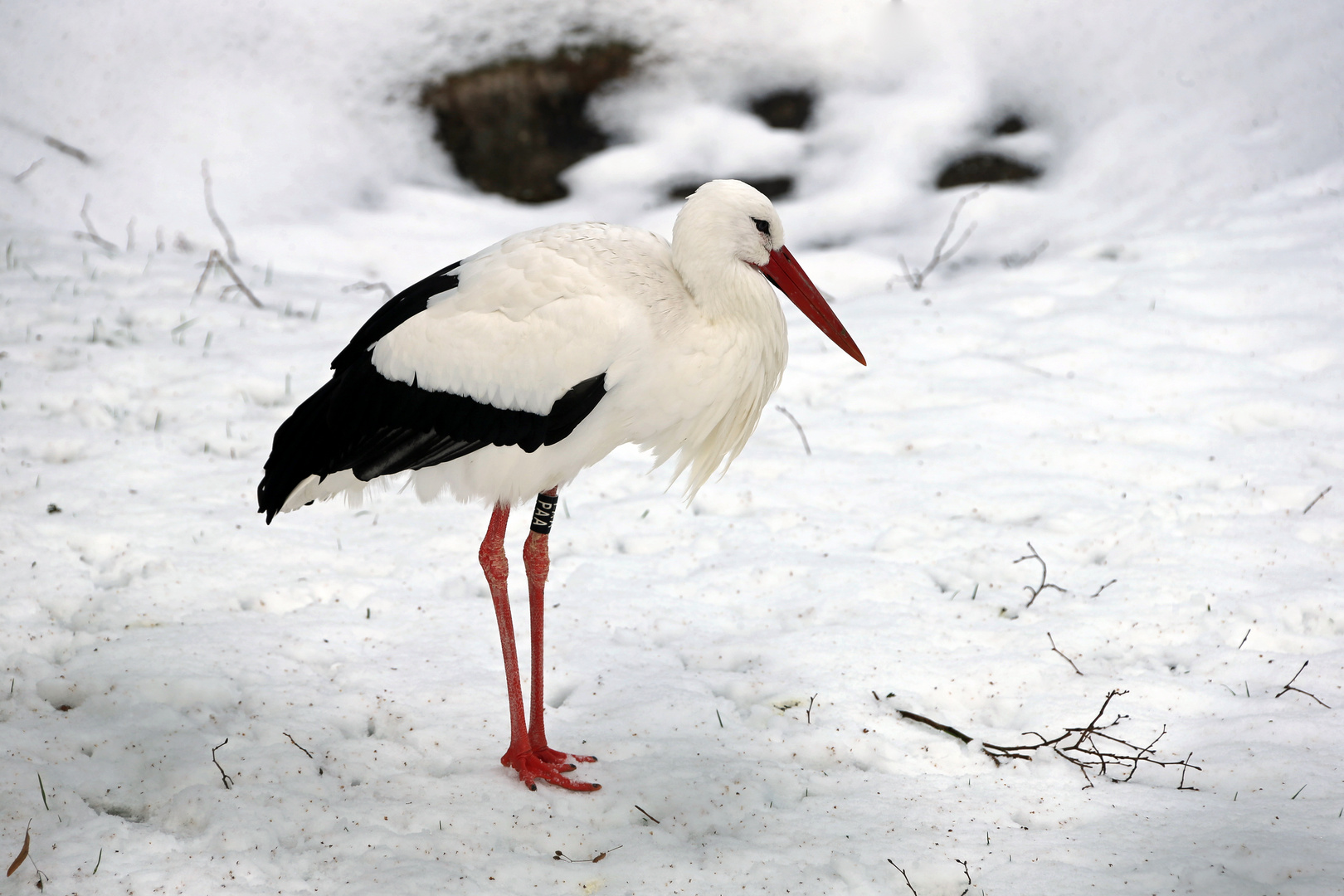 Weißstorch im Schnee