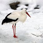 Weißstorch im Schnee