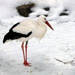 Weißstorch im Schnee