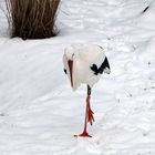 Weißstorch im Schnee