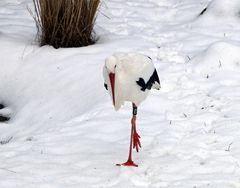 Weißstorch im Schnee