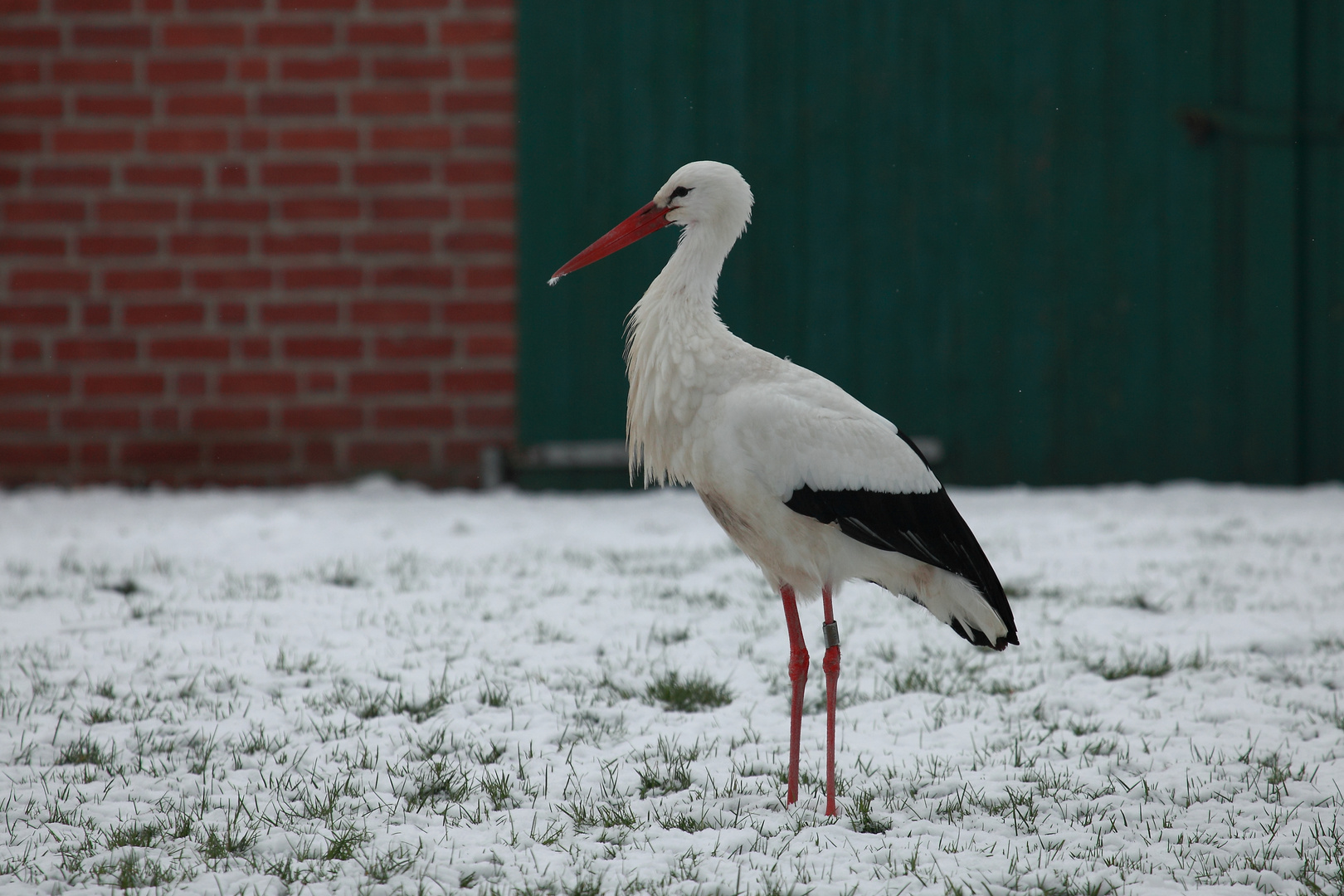 Weißstorch im Schnee