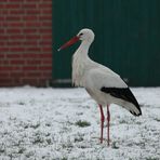 Weißstorch im Schnee