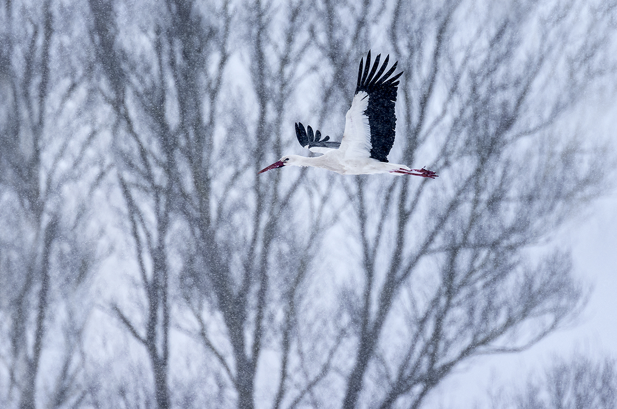 Weißstorch im Schneetreiben