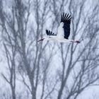 Weißstorch im Schneetreiben