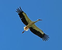 Weißstorch im Segelflug