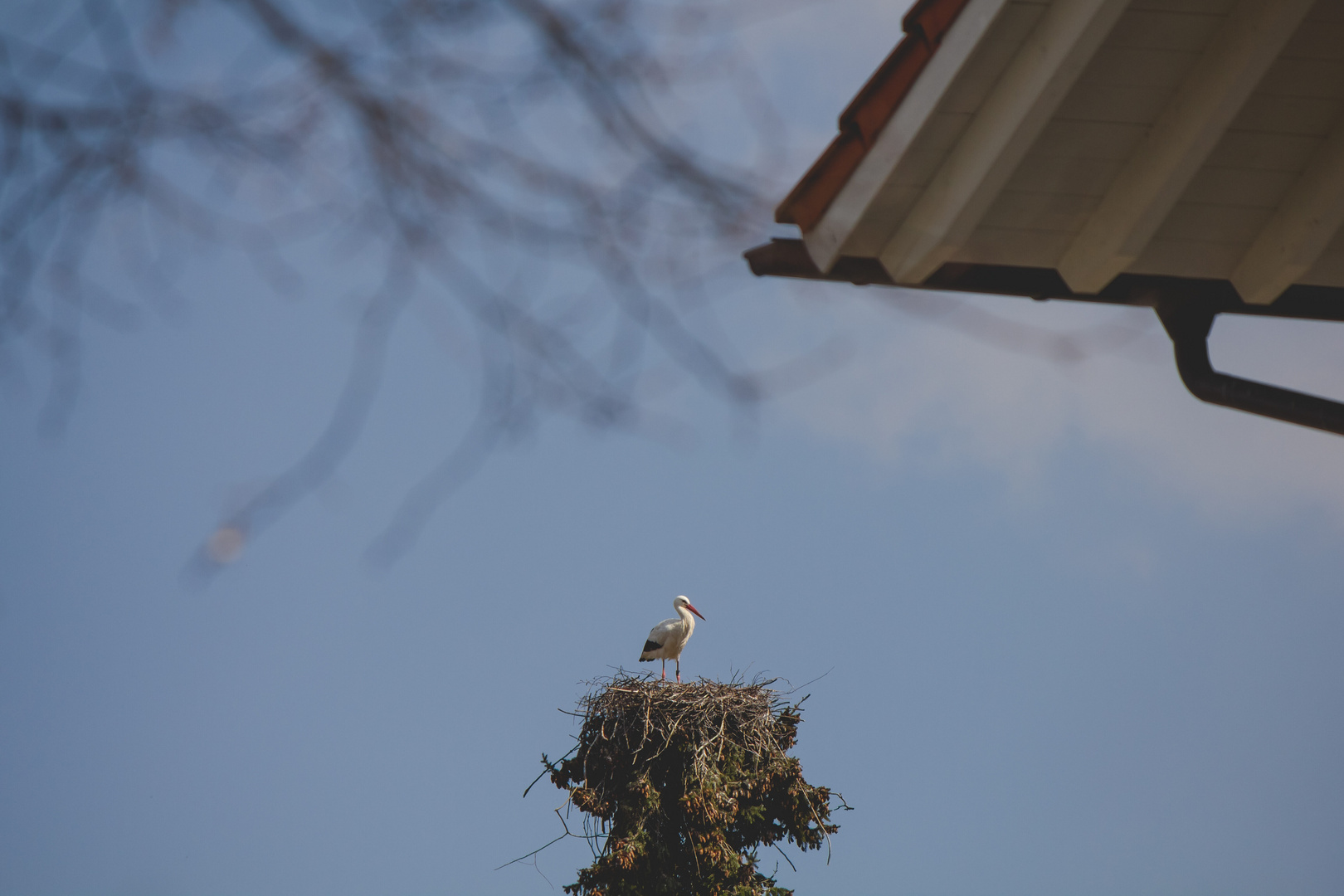 Weissstorch im Siedlungsgebiet