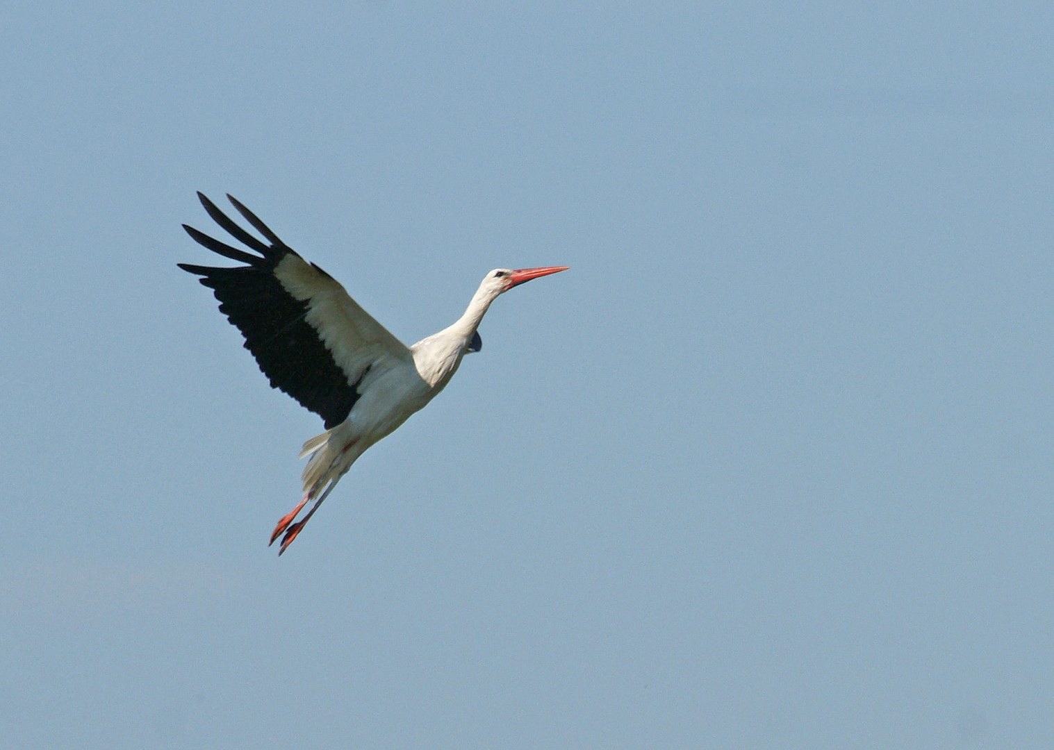 Weißstorch im Steigflug.